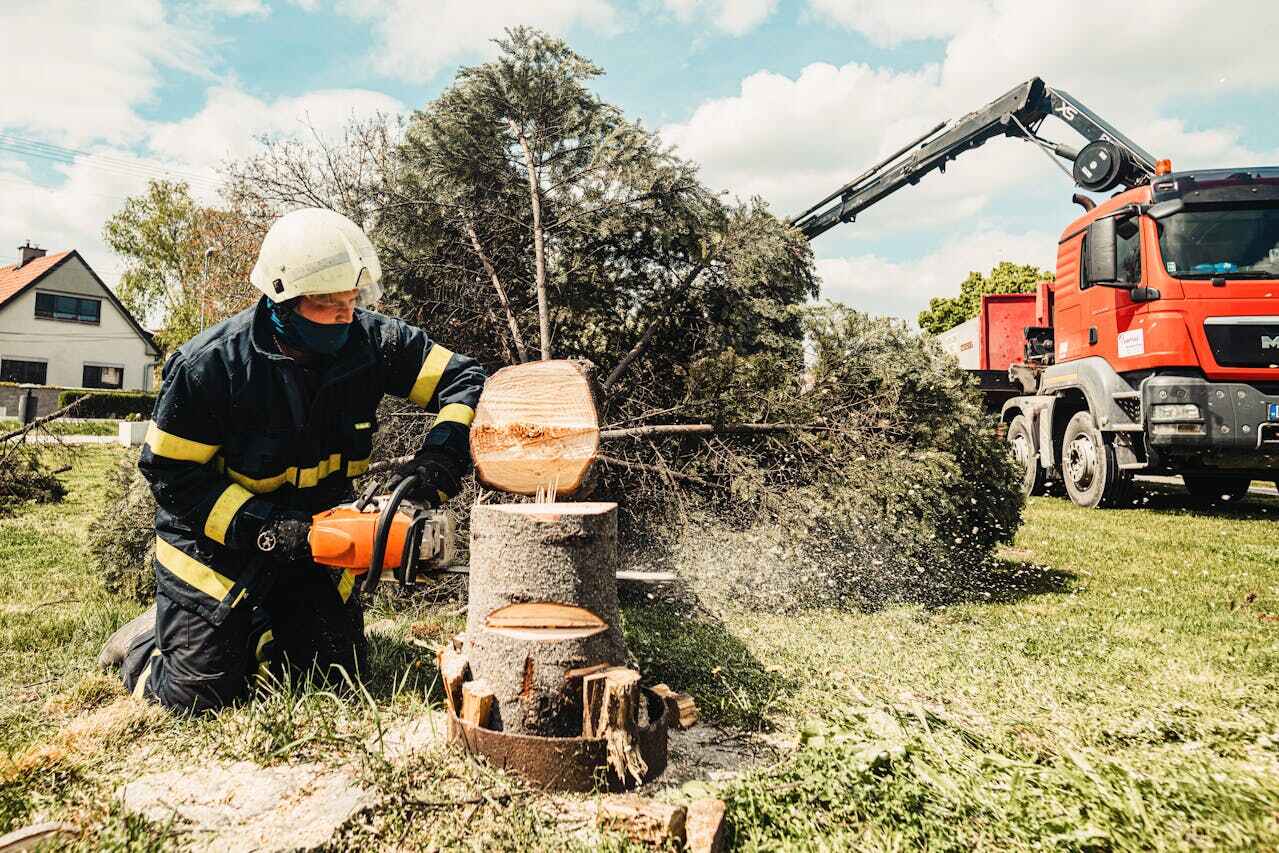 Dead Tree Removal in Fort Pierce South, FL